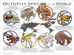 Octopus Species of the World poster print