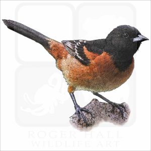 Orchard Oriole illustration