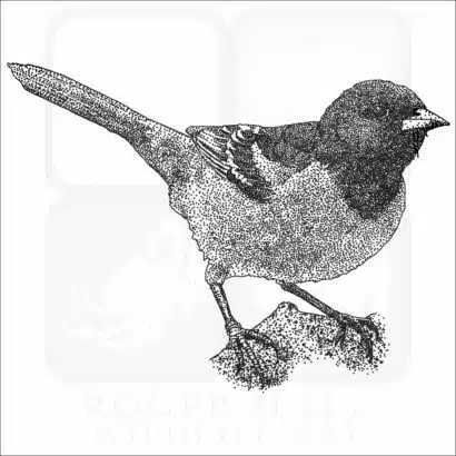 Orchard Oriole illustration