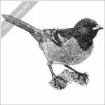 Orchard Oriole stock image