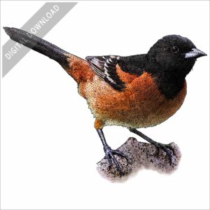 Orchard Oriole stock image
