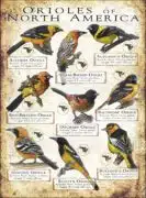 Oriole Species of North America poster print