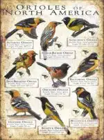 Oriole Species of North America poster print