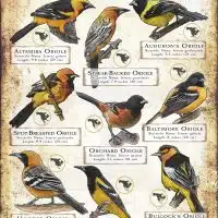Oriole Species of North America poster print