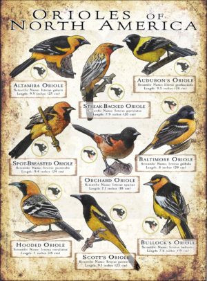 Oriole Species of North America poster print