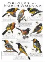 Oriole Species of North America poster print