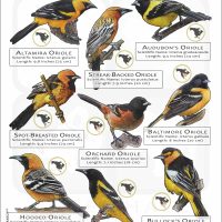 Oriole Species of North America poster print