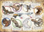 Owl Species of the World poster print