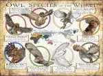 Owl Species of the World poster print