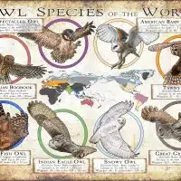 Owl Species of the World poster print