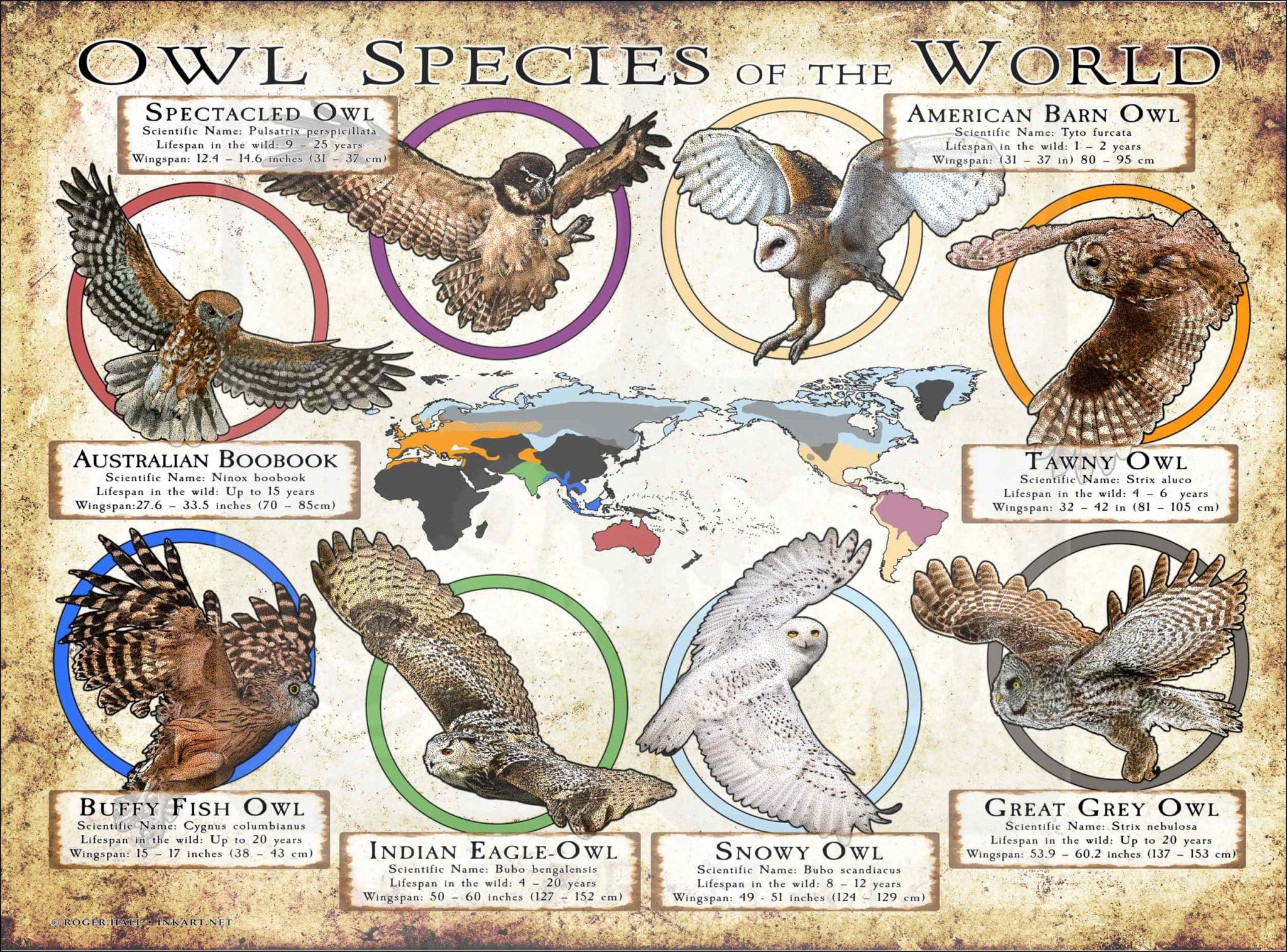 Owl Species Of The World Poster Print Owl Species Of The World Poster Print