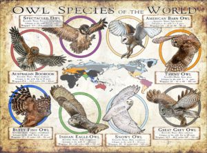 Owl Species of the World poster print
