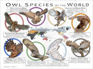 Owl Species of the World poster print