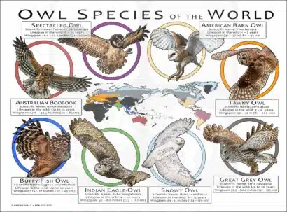 Owl Species of the World poster print