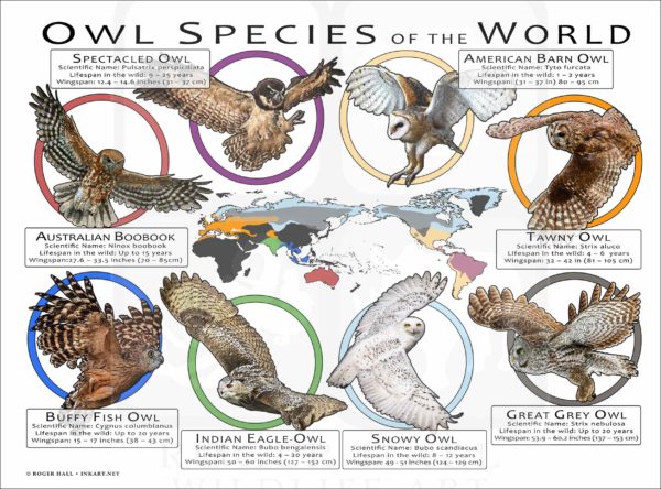 Owl Types List Owl Species of the World Poster Print