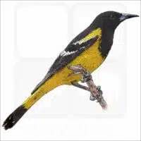 Scott's Oriole illustration