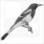 Scott's Oriole illustration