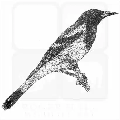 Scott's Oriole illustration
