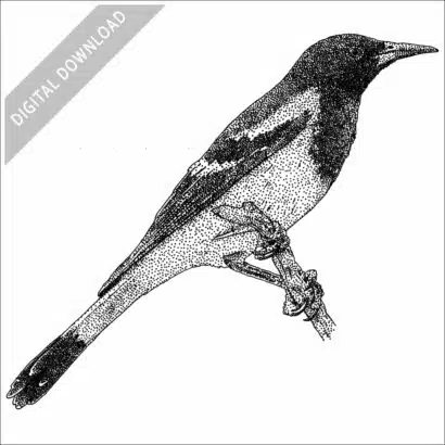 Scott's Oriole stock image
