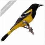 Scott's Oriole stock image