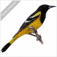 Scott's Oriole stock image