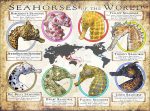 Seahorses of the World poster print