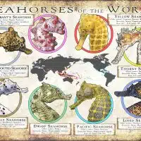 Seahorses of the World poster print