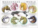 Seahorses of the World poster print