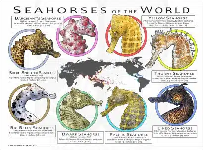 Seahorses of the World poster print