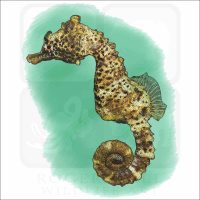Short-Snouted Seahorse illustration