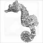 Short-Snouted Seahorse drawing