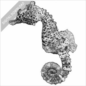 Short-Snouted Seahorse stock image