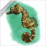 Short-Snouted Seahorse stock image