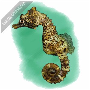 Short-Snouted Seahorse stock image