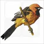 Spot-Breasted Oriole illustration