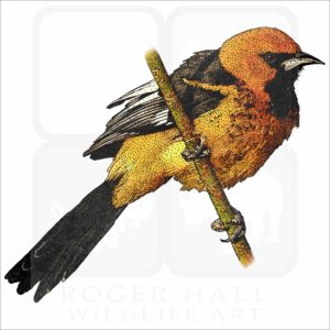 Spot-Breasted Oriole illustration