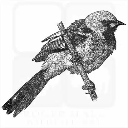 Spot-Breasted Oriole drawing