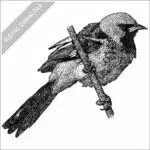 Spotted-Breasted Oriole stock image