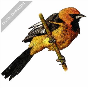 Spot-Breasted Oriole stock image