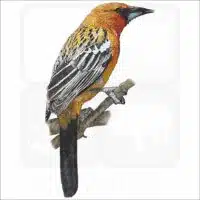 Streak-Backed Oriole drawing