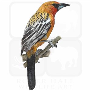Streak-Backed Oriole drawing