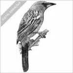 Streak-Backed Oriole stock image