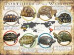 Tortoises of the World poster print