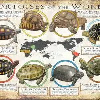 Tortoises of the World poster print