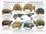 Tortoises of the World poster print