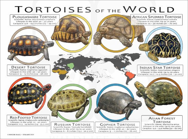 Tortoises of the World poster print