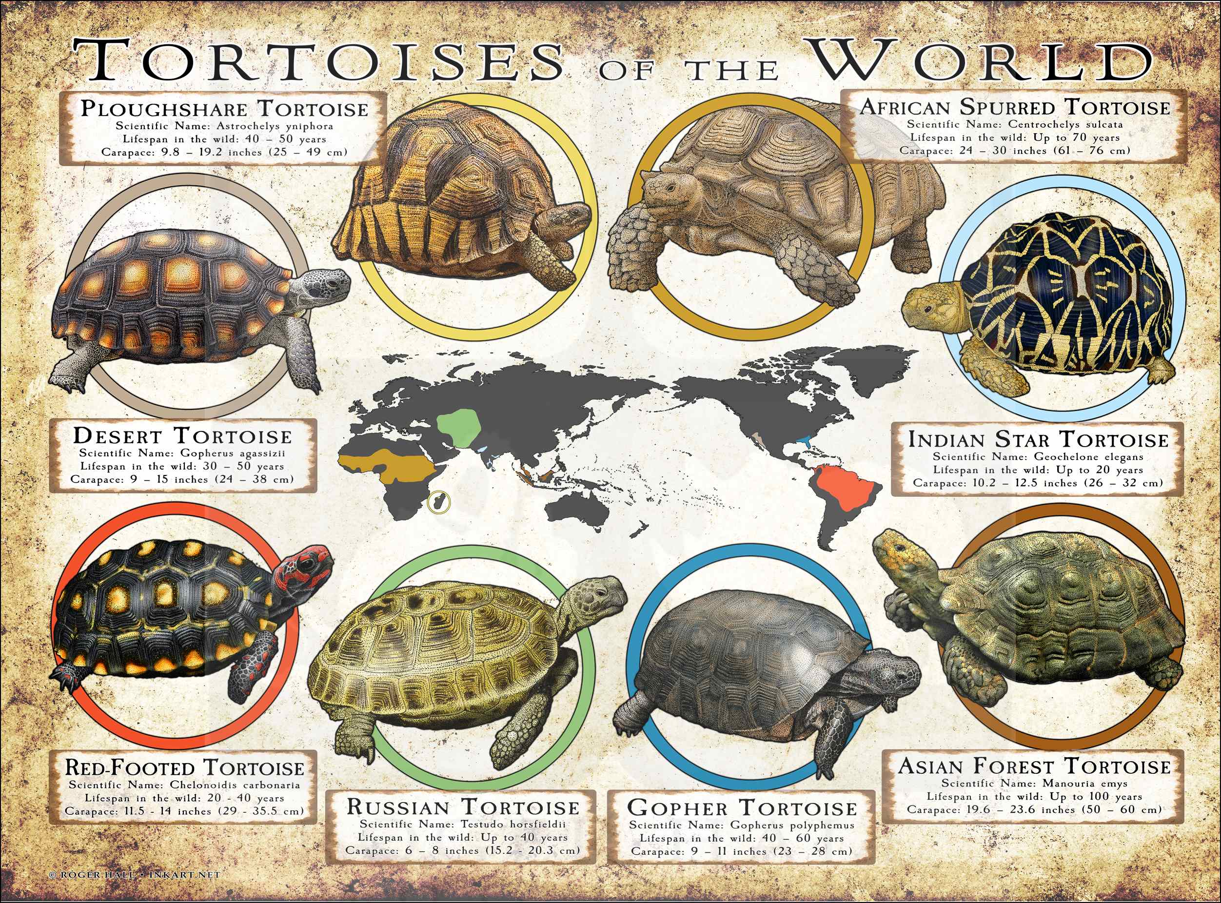 Tortoise Species Of The World Poster Print Tortoise Species Of The World Poster Print