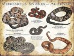 Venomous Snakes of Alabama Poster print