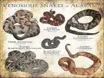 Venomous Snakes of Alabama Poster print