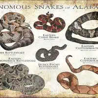 Venomous Snakes of Alabama Poster print